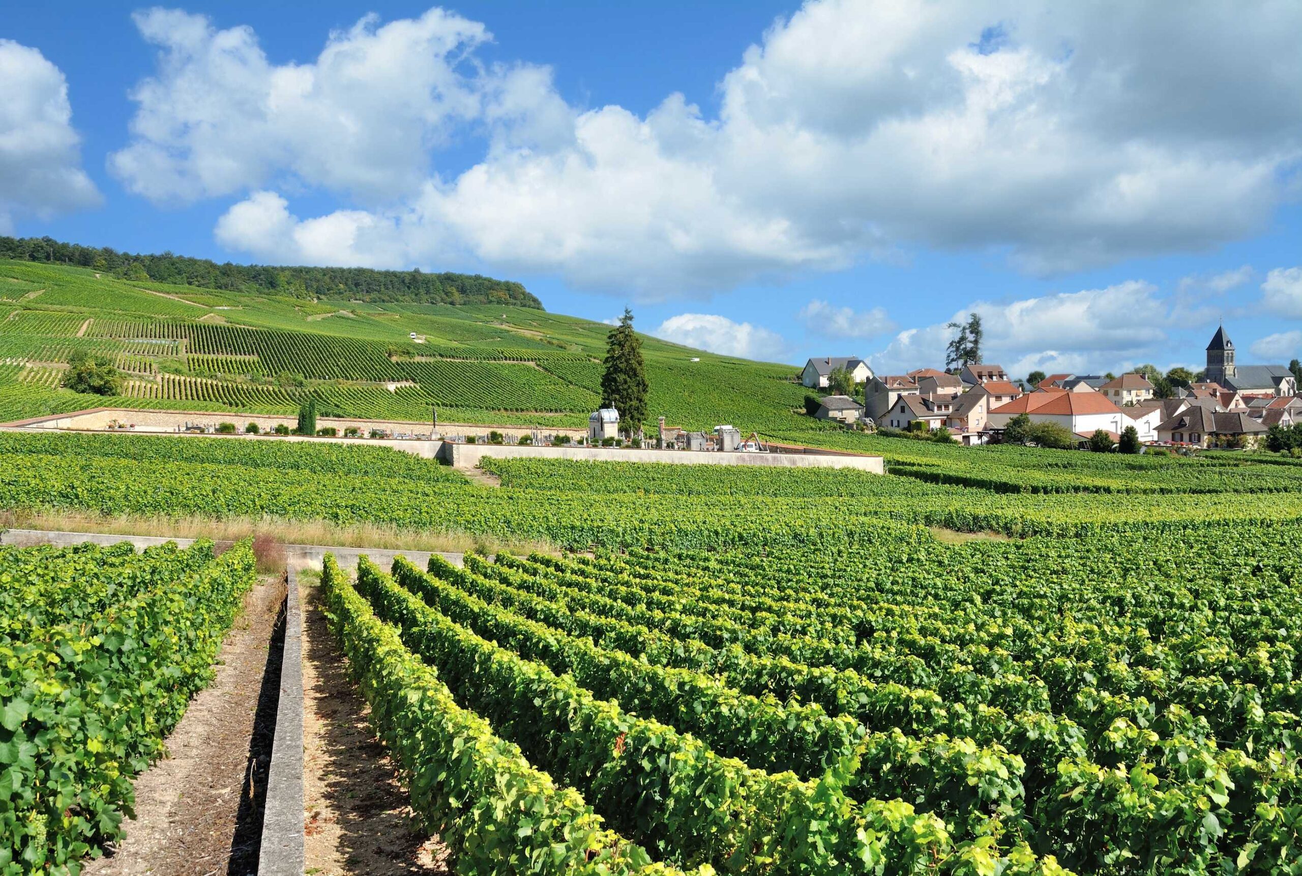 Green vineyards stretching over rolling hills in the French village Epernay.