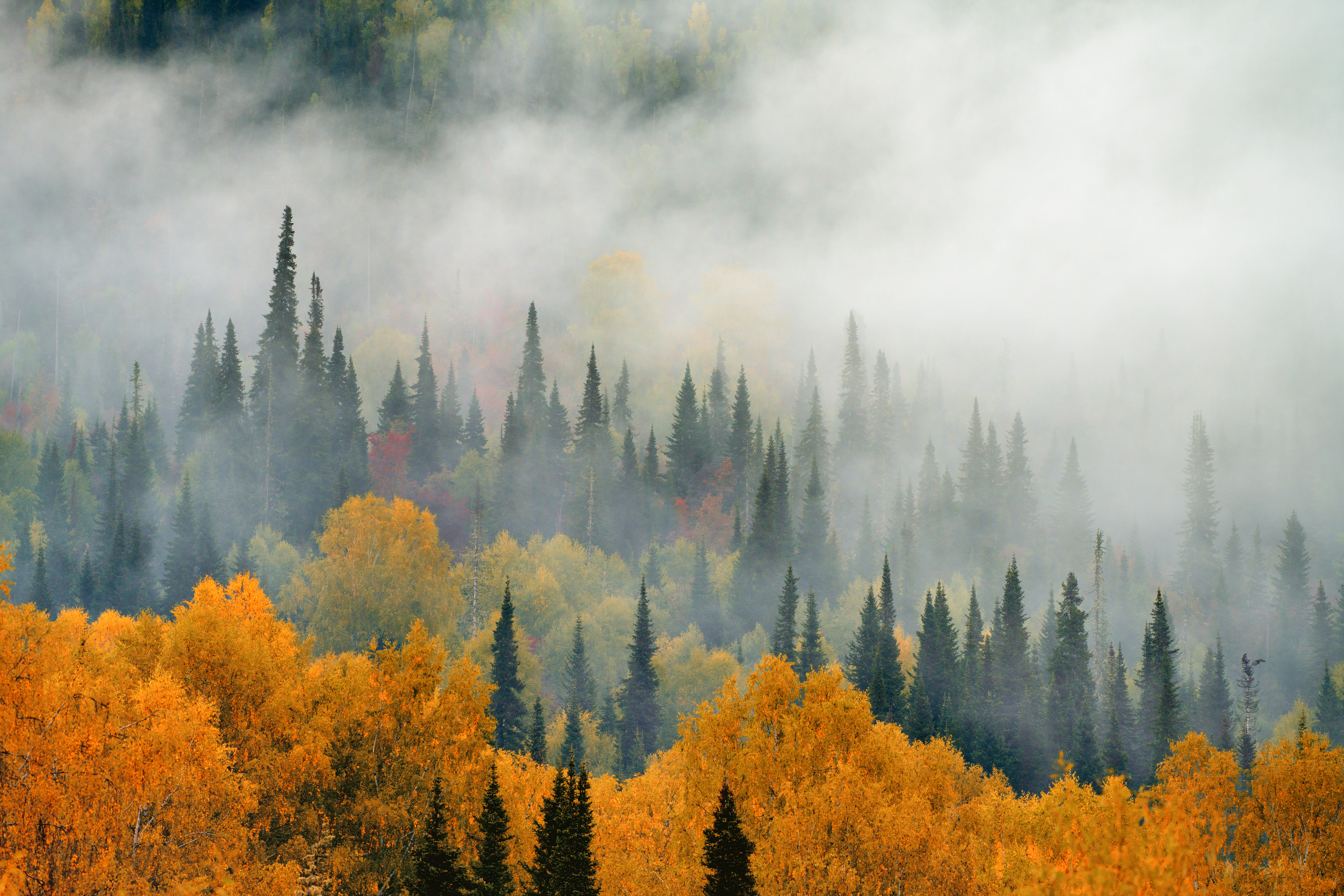 Fog drifts over a vibrant autumn forest creating a serene and mystical atmosphere.